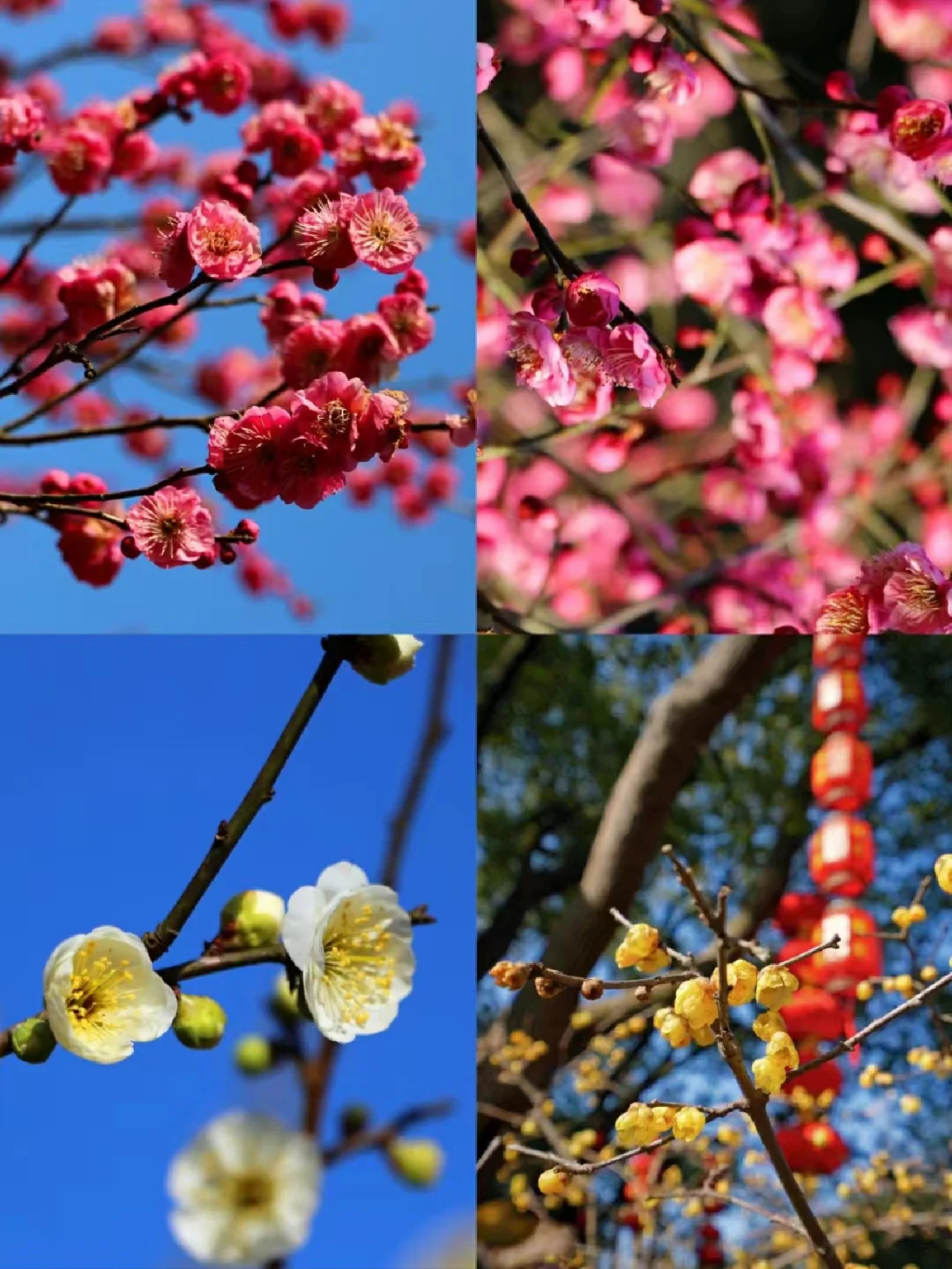 苏州🚄15min直达赏梅胜地，已进入最佳观赏期