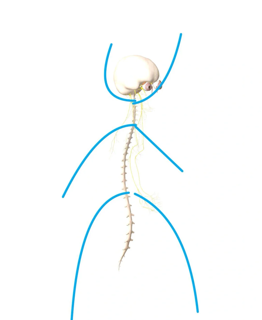 当人受伤或者大脑感受到威胁时，身体的警报系统就会激活，其普遍表现为疼痛或焦虑。