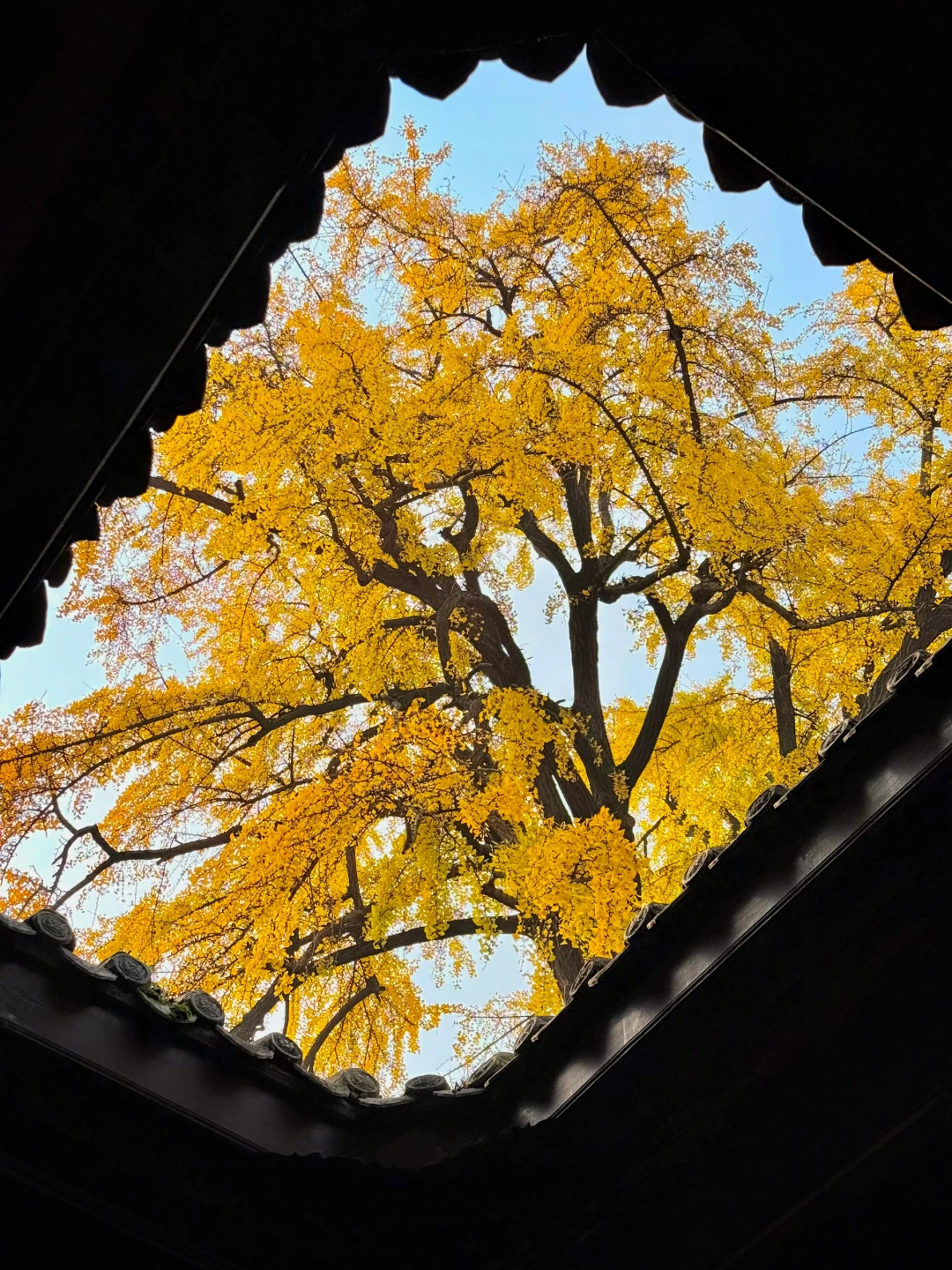 成都！地铁直达！这个天窗银杏机位封神了……