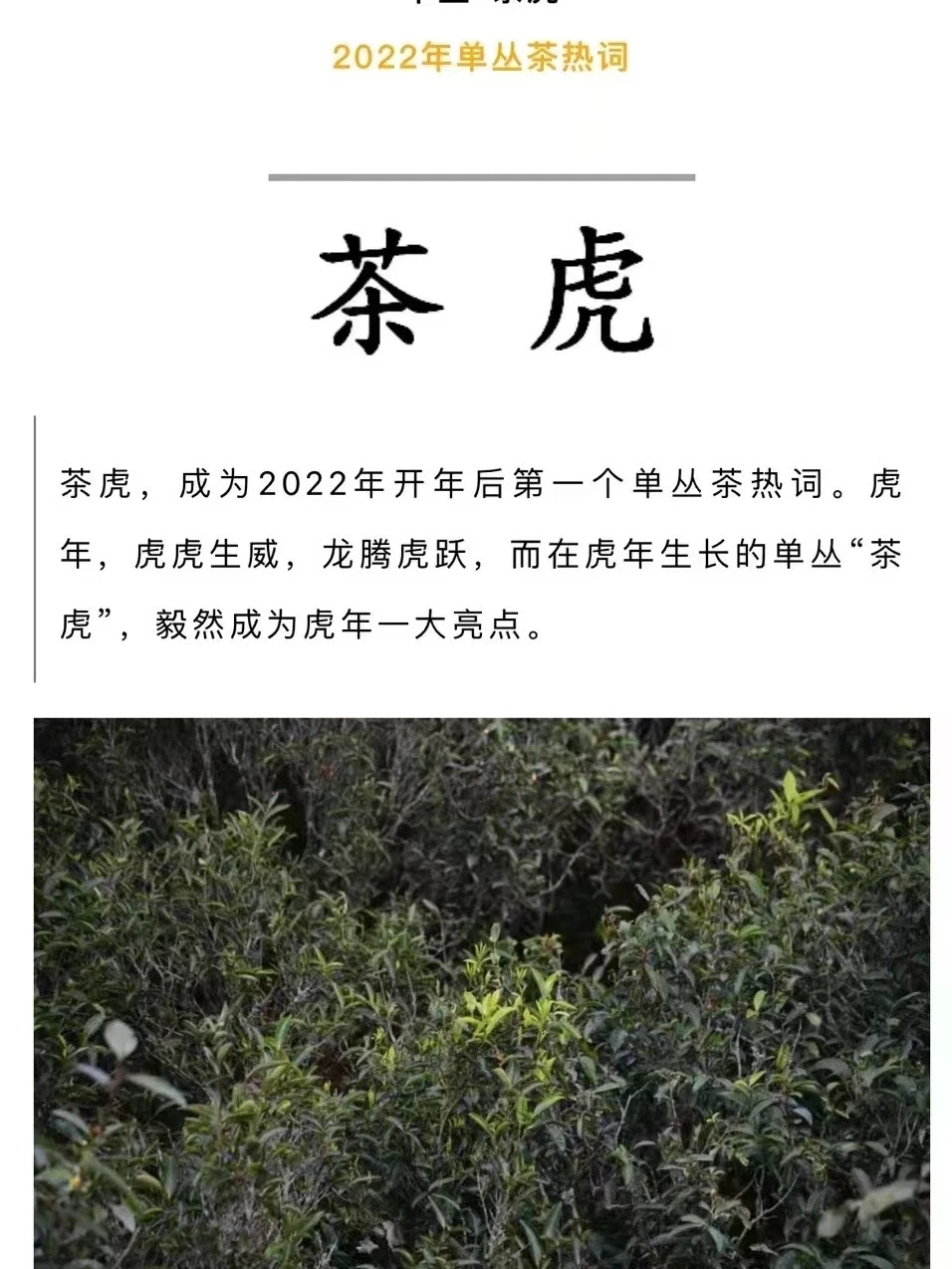 “茶虎”最近茶圈的网红词