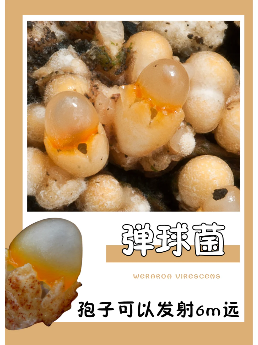 好像一个个小鸡蛋，也太可爱了吧