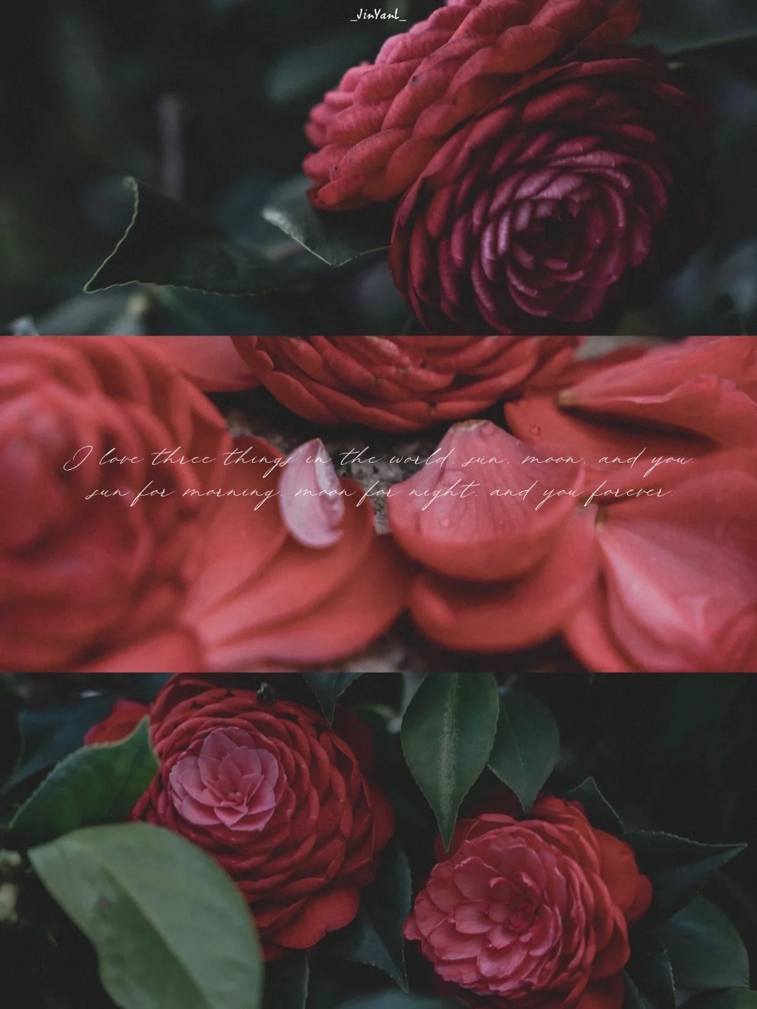 谁说山茶花的红🥀抵不过大海🌊深处的群青呢