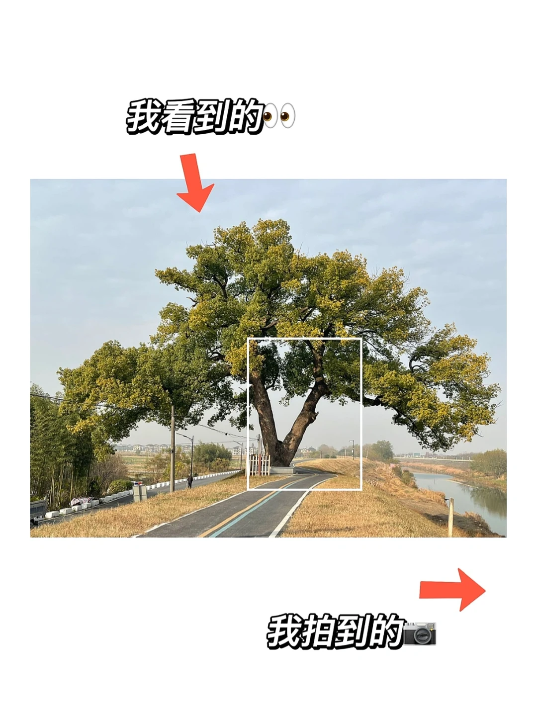 我看到的vs我拍到的｜摄影艺术📷取舍看世界