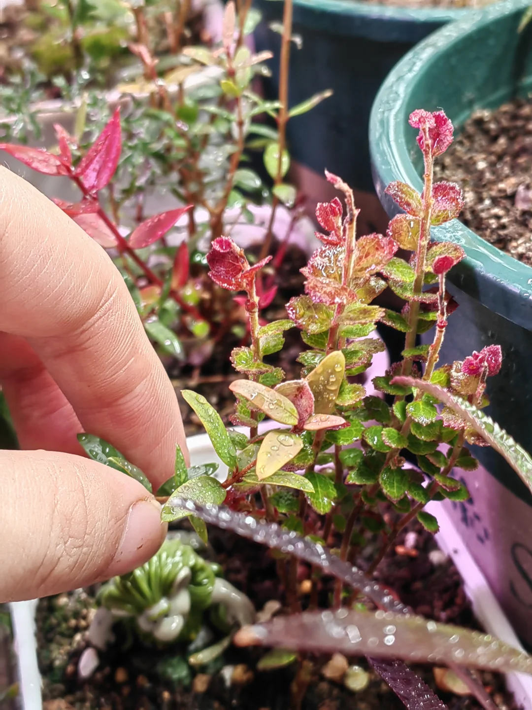 冬天里的植物 冬日赏花