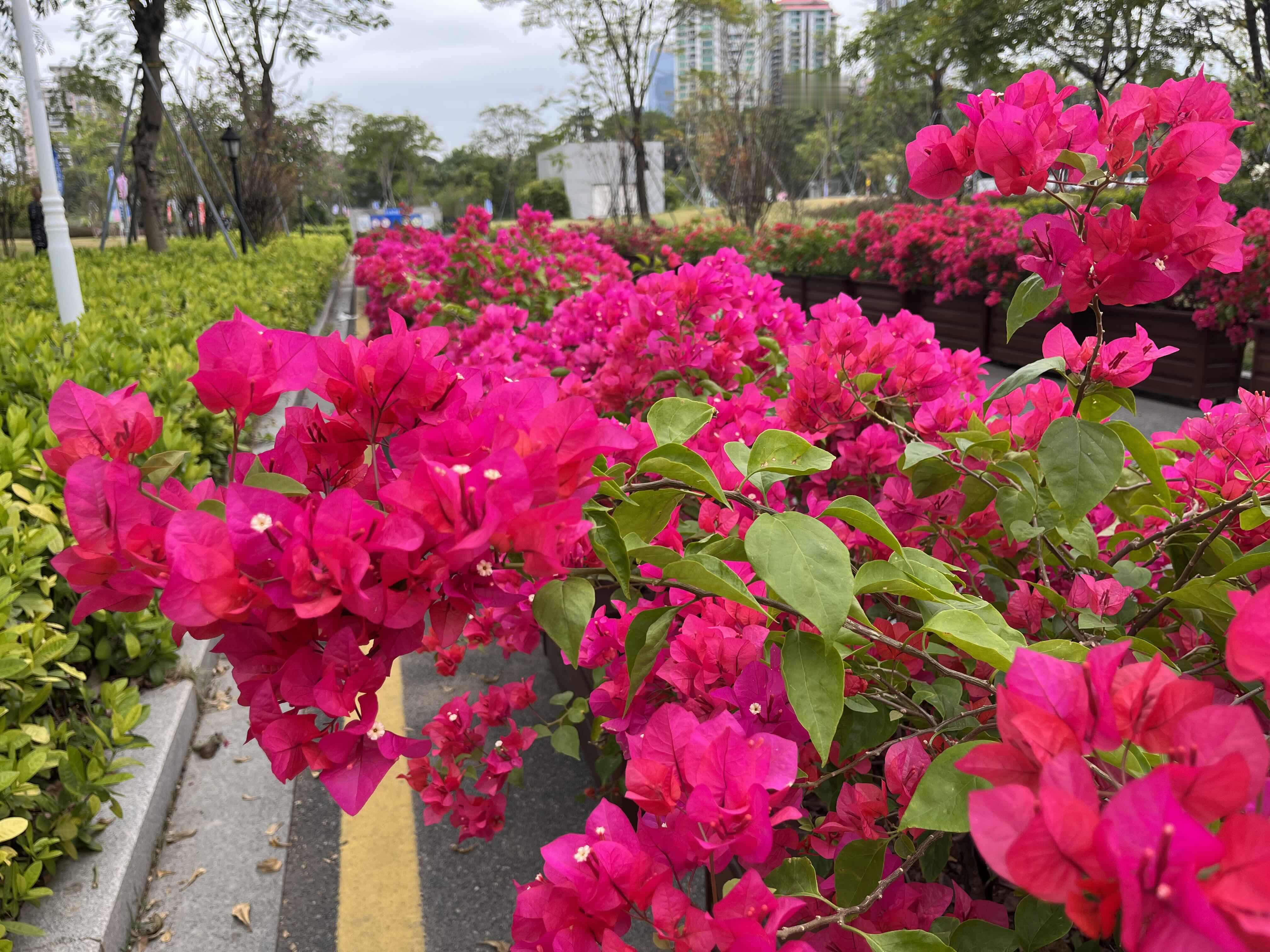 三角梅花开遍整个天河公园， 激情大运会，追梦大湾区，出彩人生路。 在周...