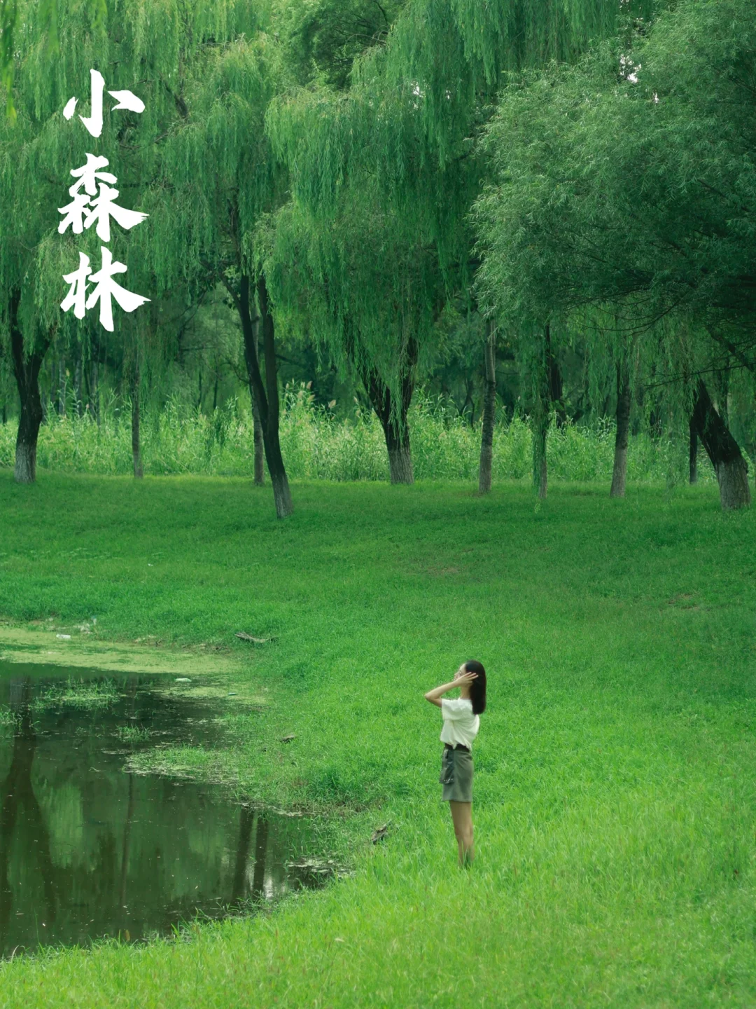 50min直达河边的免费营地‼️草坪、森林、河流