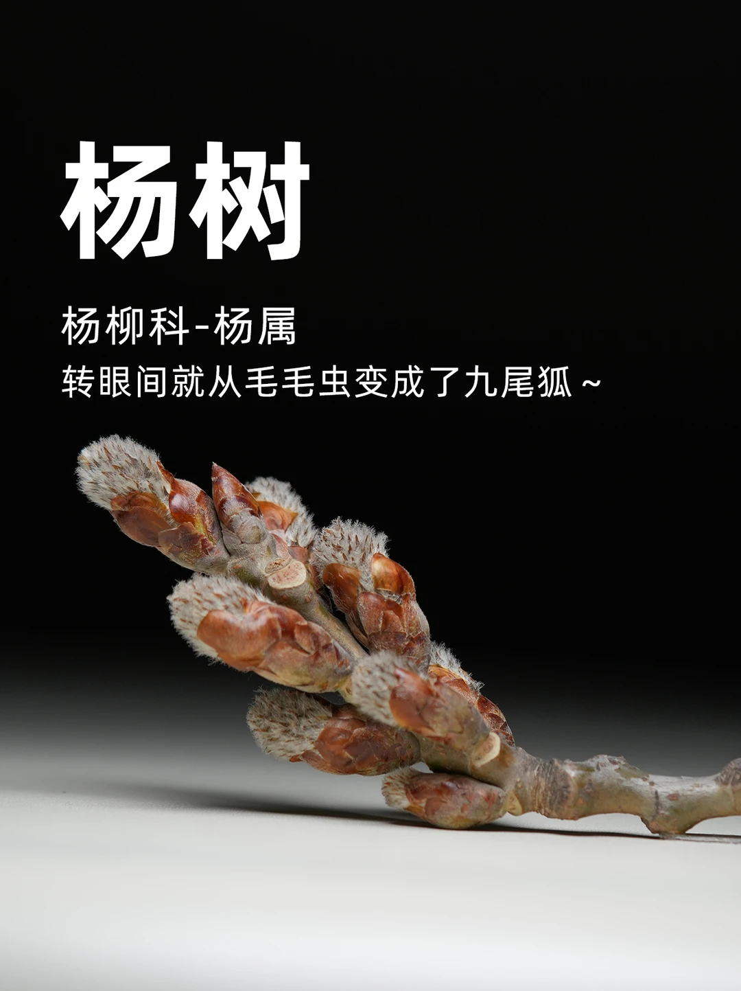 杨树的春天，转眼间就从毛毛虫变成了九尾狐～