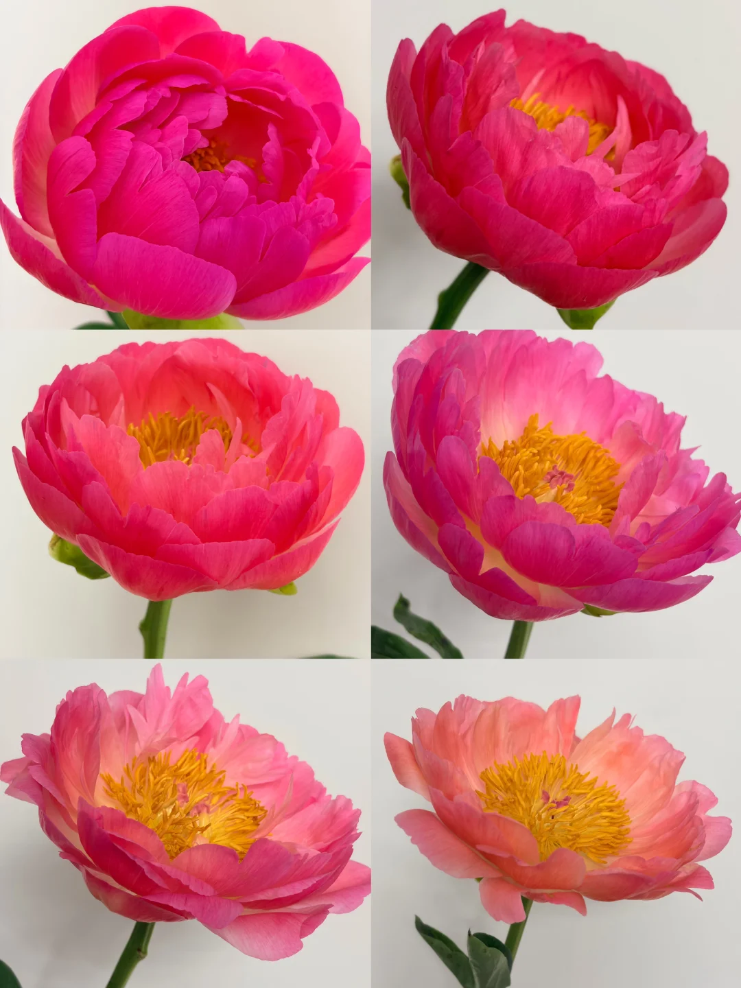 谁懂啊！养一次落日珊瑚真的会被美哭！