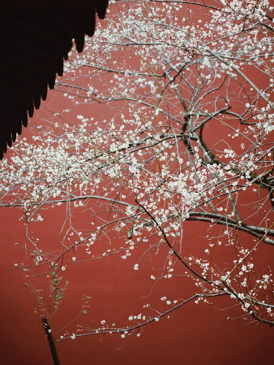 杭州钱王祠探梅｜一株白梅一面红墙，煞是好看