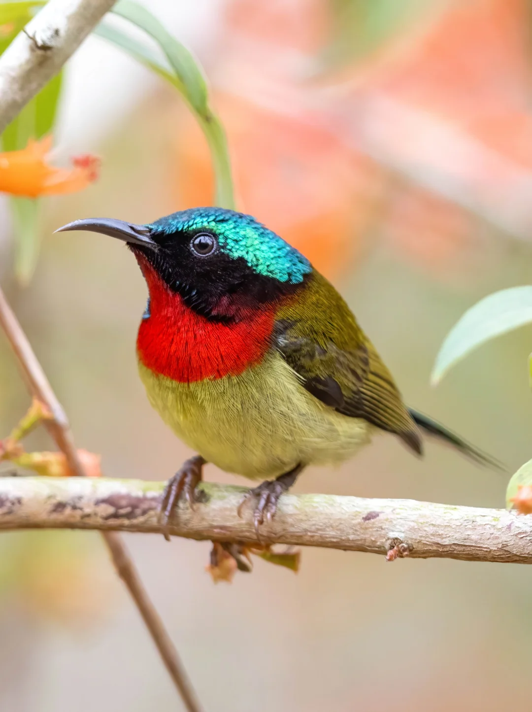 叉尾太阳鸟的大胖照