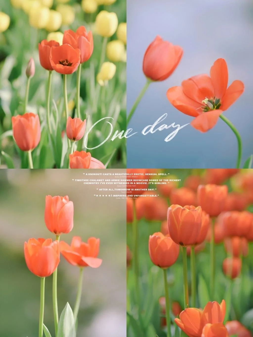 武汉/解放公园郁金香花海，春日必打卡❗️