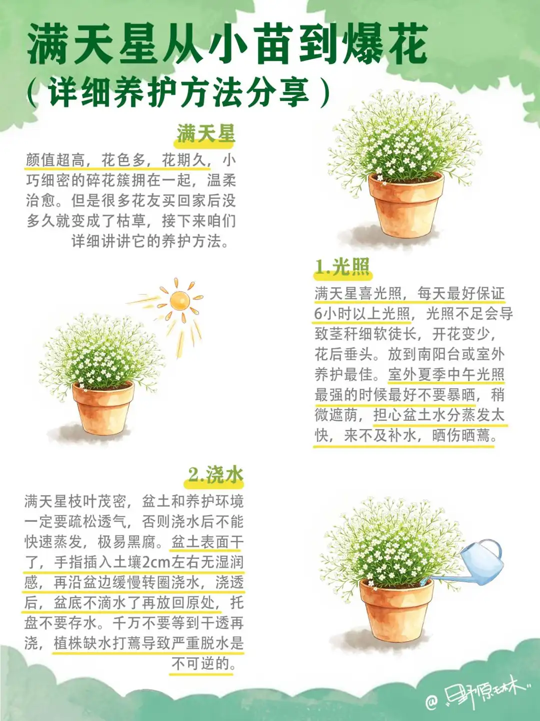 满天星详细养护方法分享