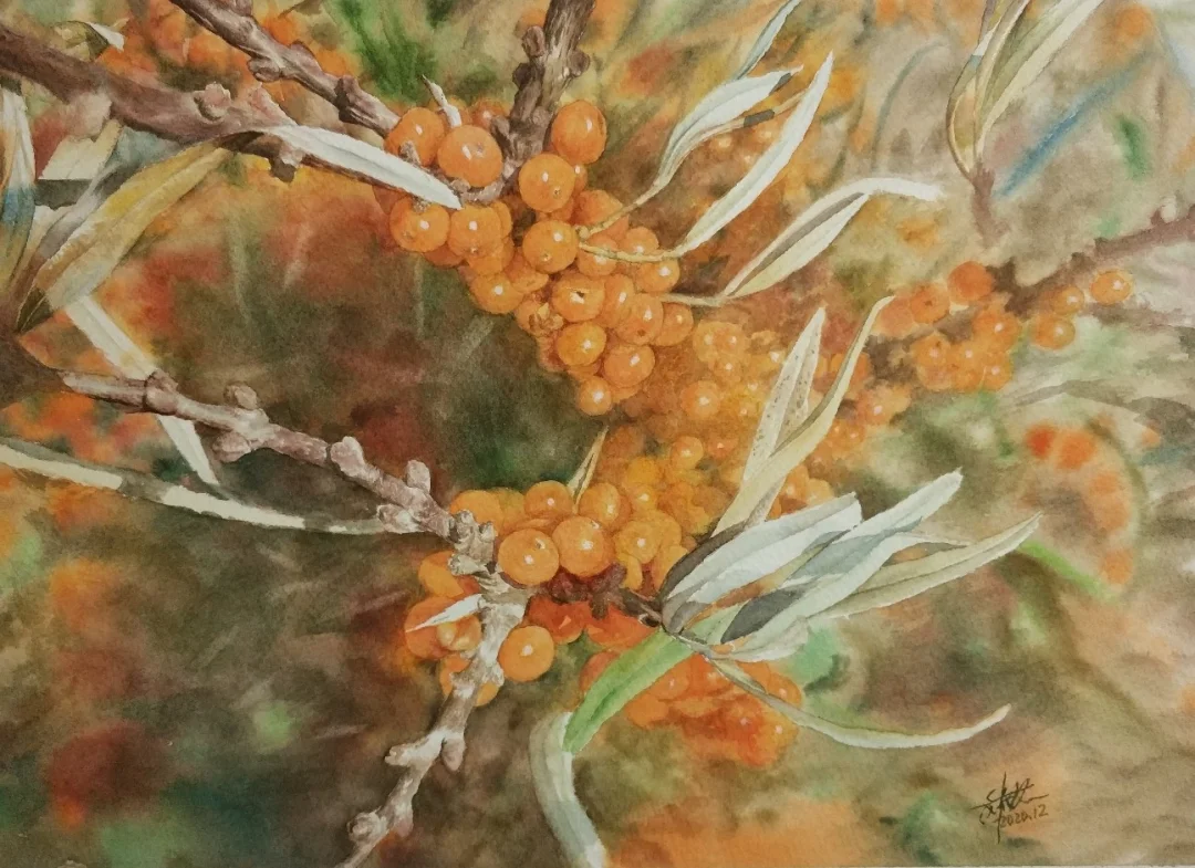 水彩 沙棘果