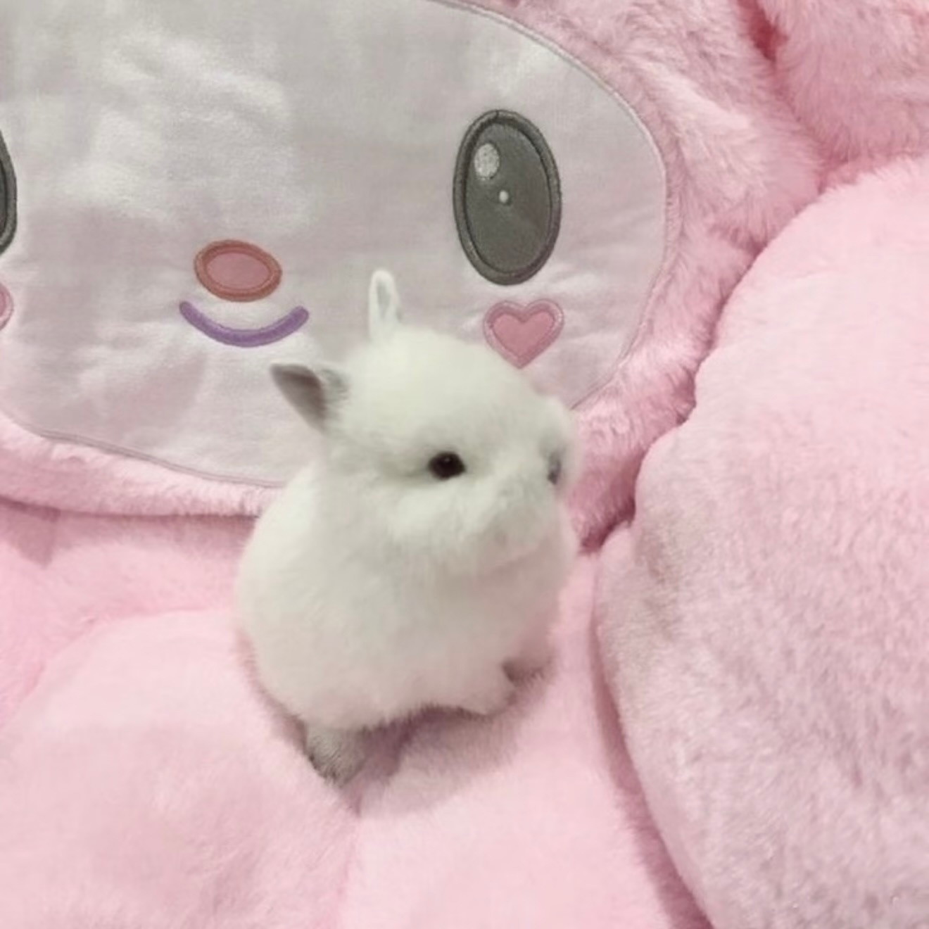 一期可爱古早萌头像/背景图/审萌积累🐰⊂(´• ω •`)⊃
