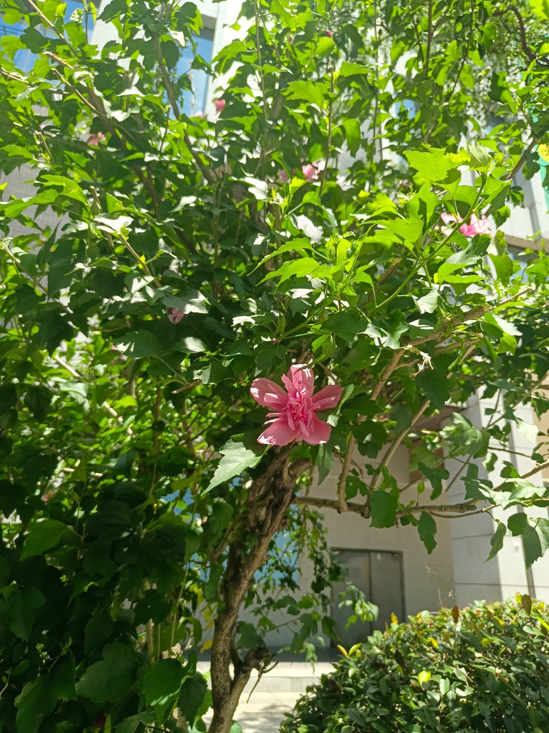 现在走在路上看到花就想拍哈哈 没想到我的围脖也有生活化的一天！ ​​​