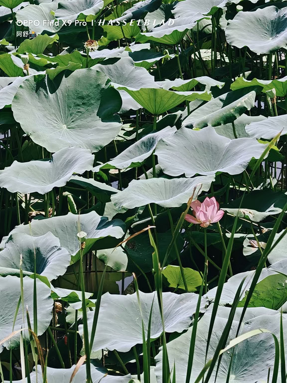 🪷 | 夏末的荷塘小惊喜