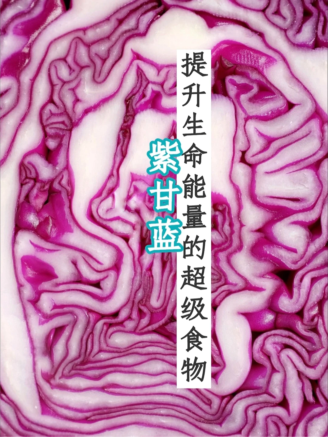 宇宙疗愈食物之：紫甘蓝