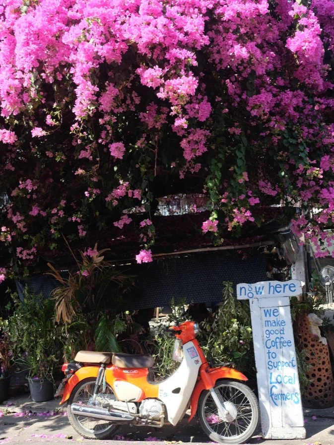 清迈最美的时候，三角梅花树下的3⃣️家漂亮店