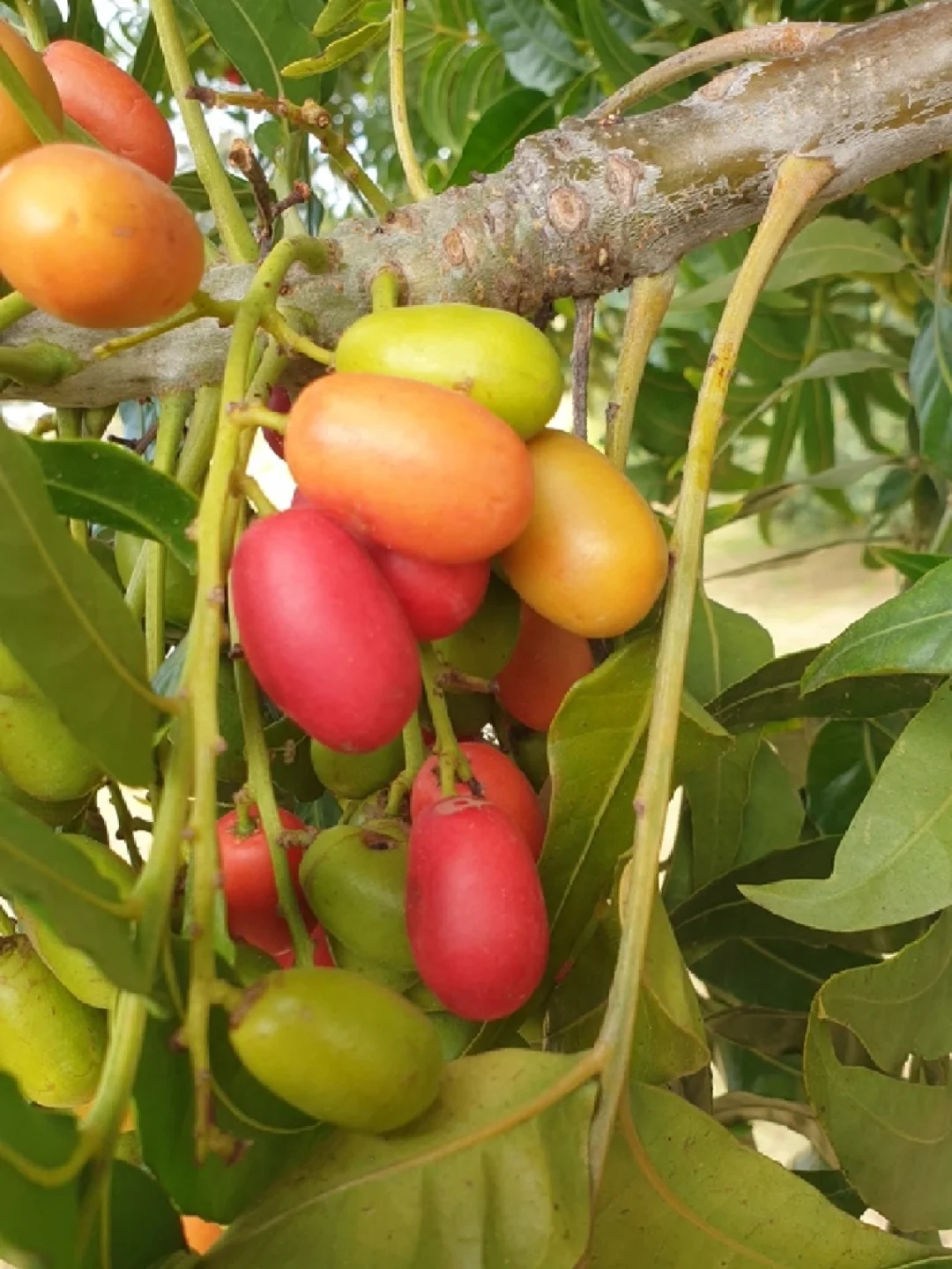非洲野果～卡非尔李 Harpephyllum caffrum