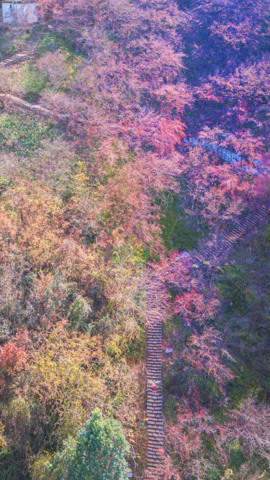 可惜你不来伏牛山，不知道丰收的茱萸多美！