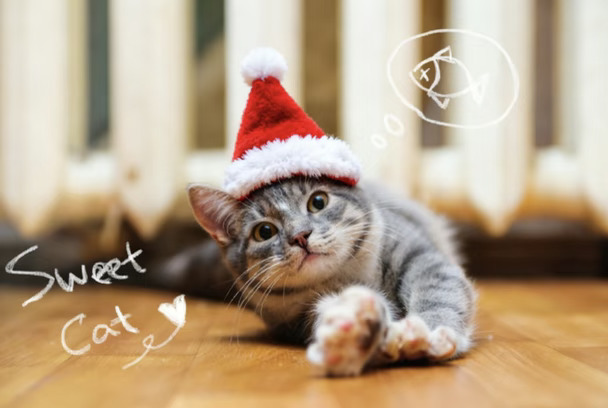 🆘谁家小猫这么可爱啊！