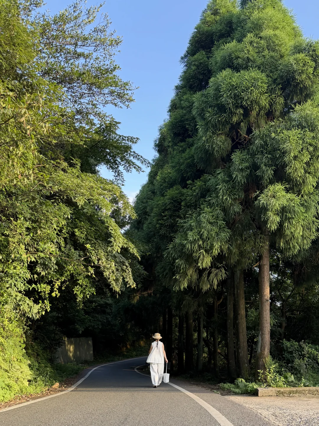 赣州｜人少景美静谧松柏小道🌲拍照绝美