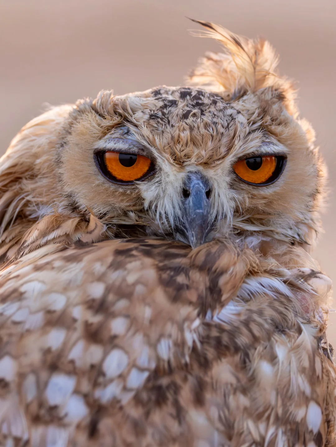 阿拉伯沙漠中的神秘法老雕鸮
