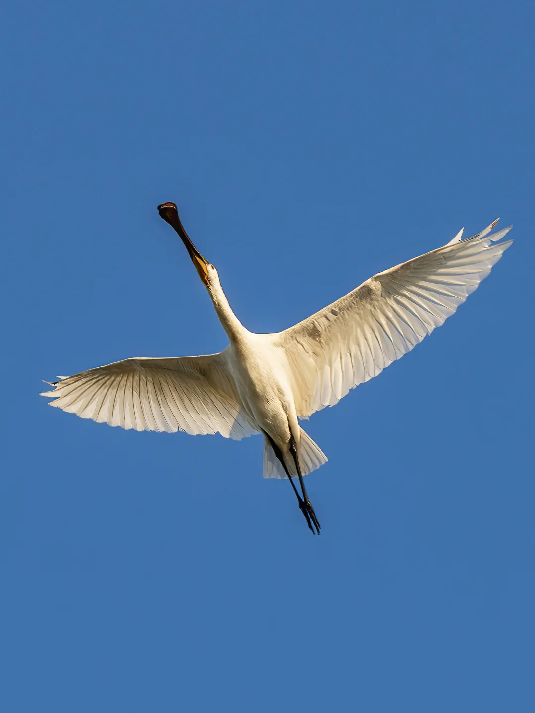 白琵鹭混入了一大群黑脸琵鹭之中