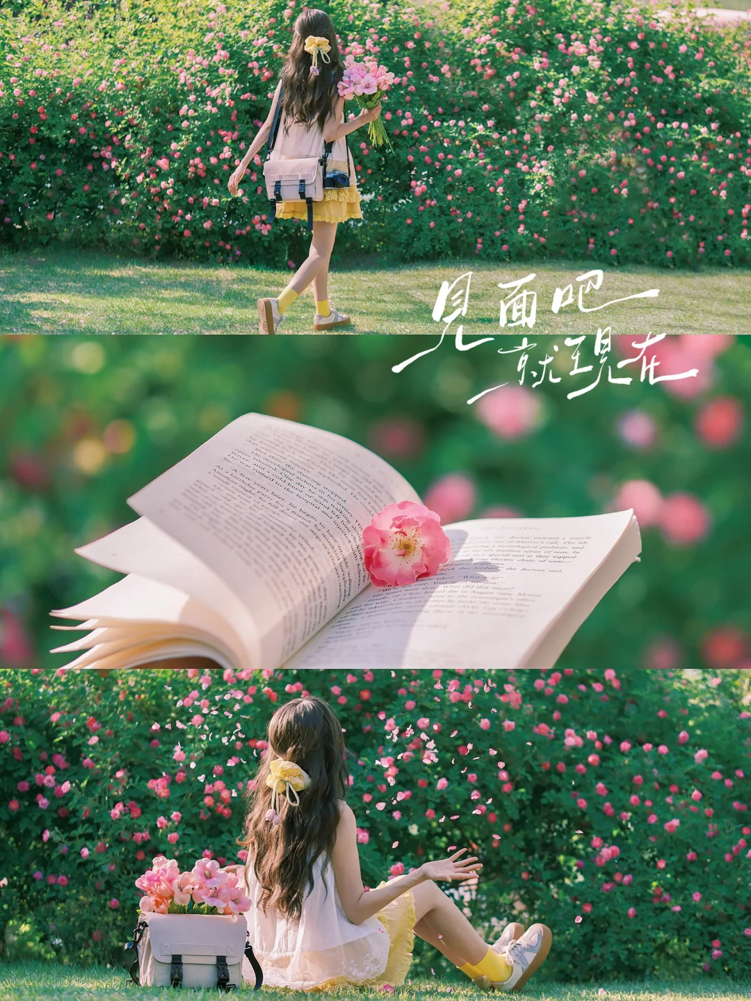 适合普通人的蔷薇花不露脸拍照|附调色教程