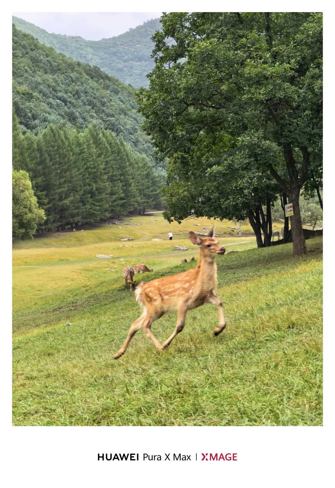 山野不语，鹿影先到