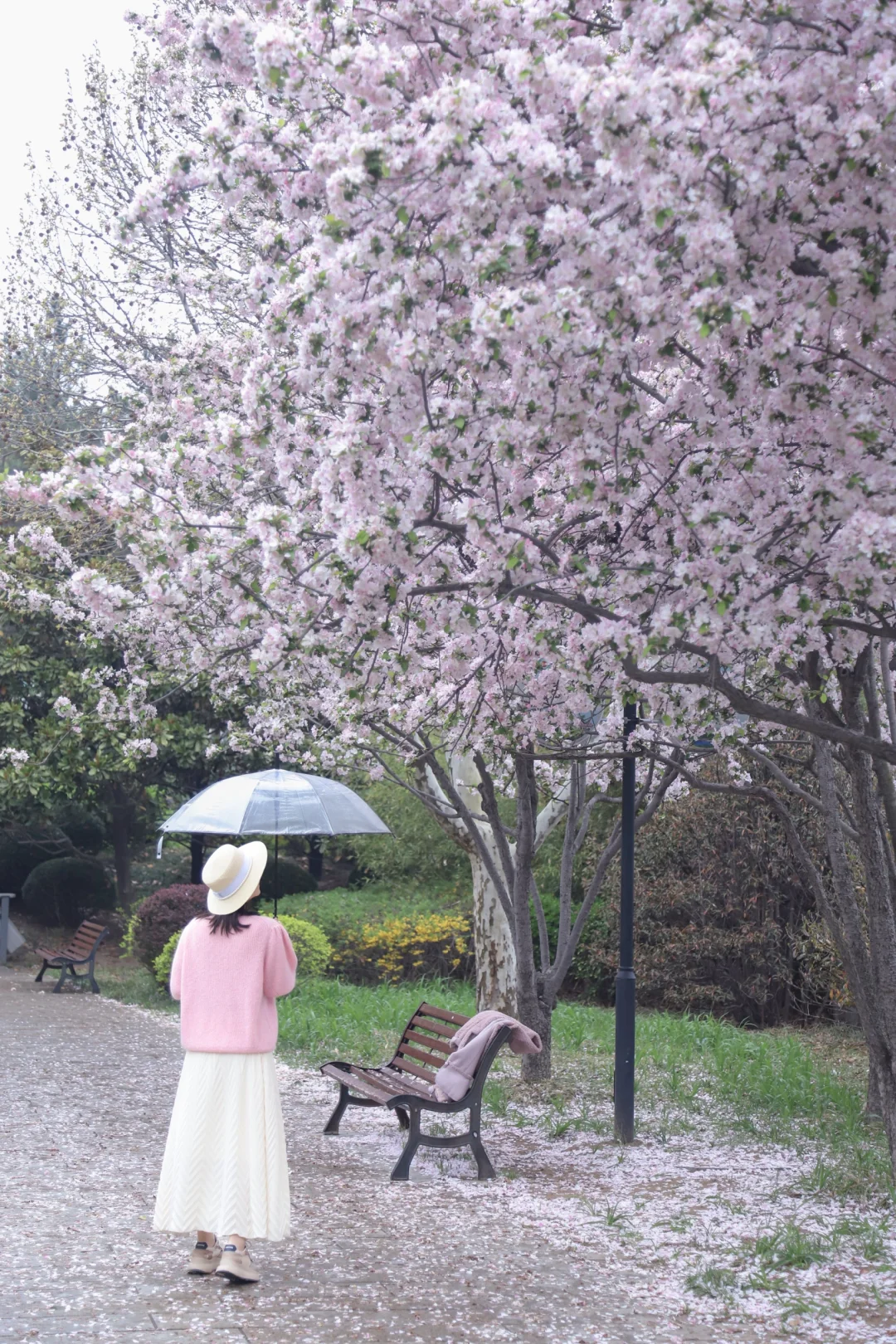 地铁直达青岛盛开的海棠花🌸错过等一年