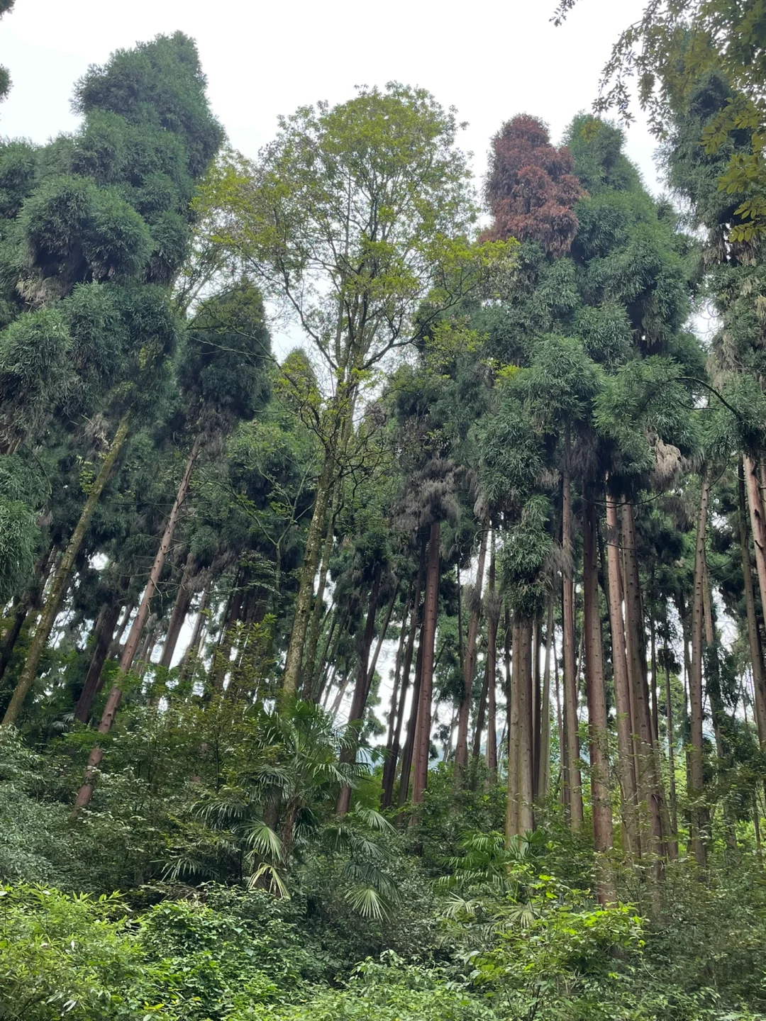 成都周边|减肥去爬山吧！真的太爽太治愈了