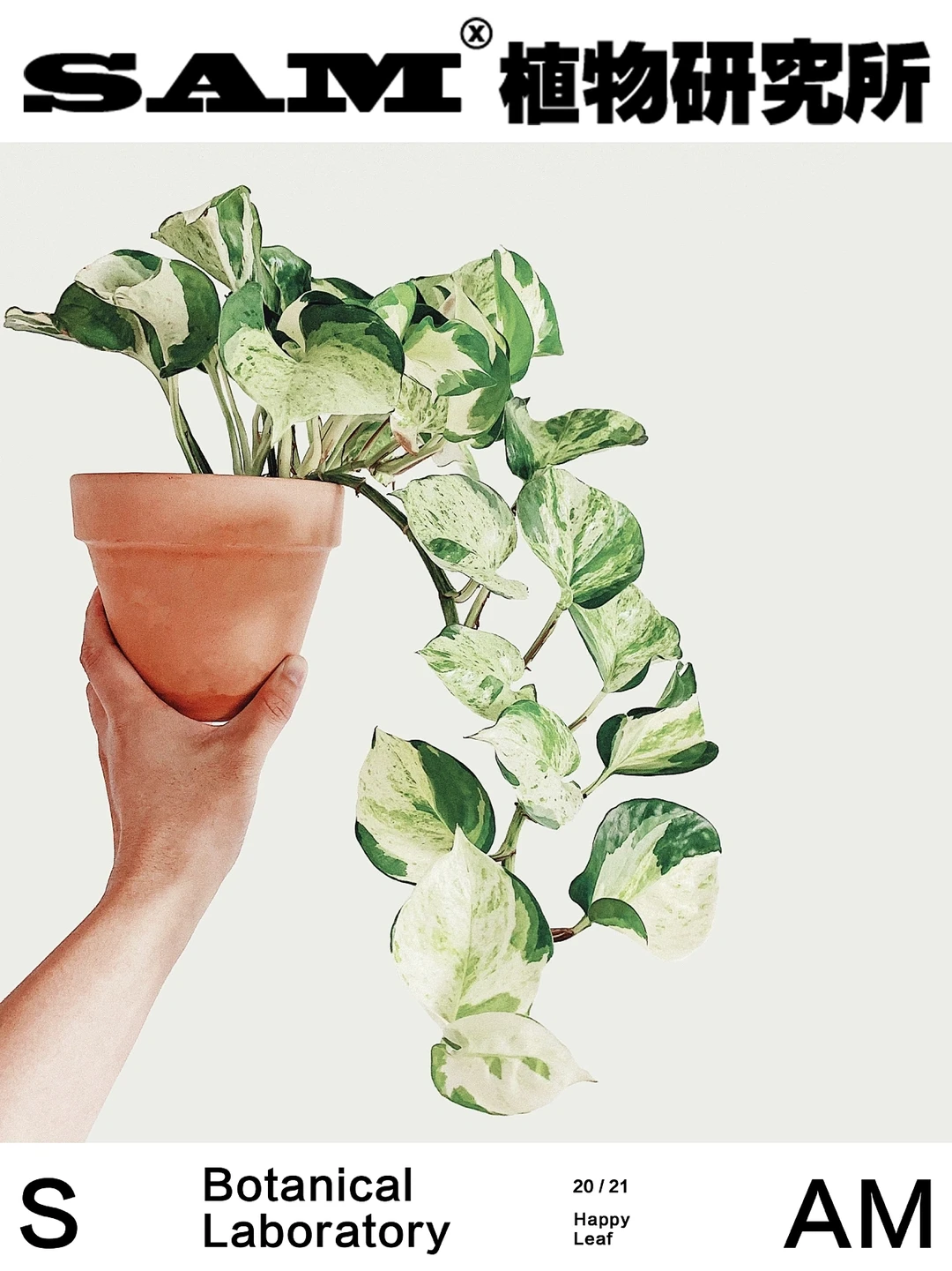 快乐叶子｜Happy Leaf