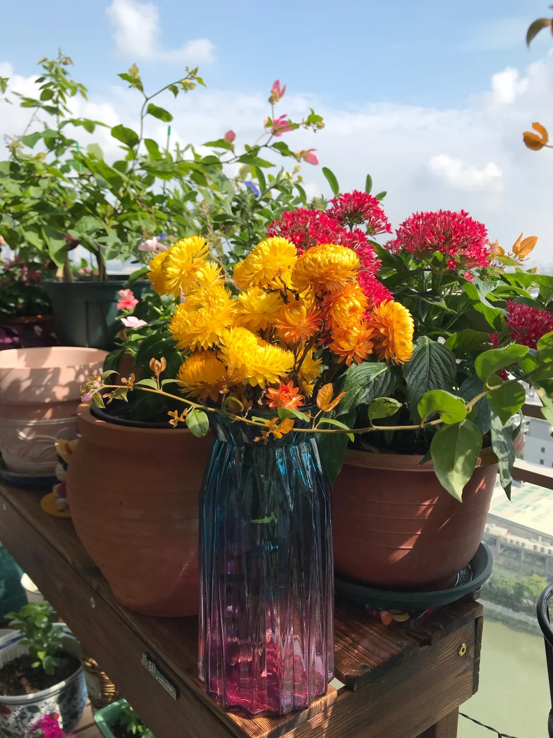 天气真好呀，阳台的花很美～