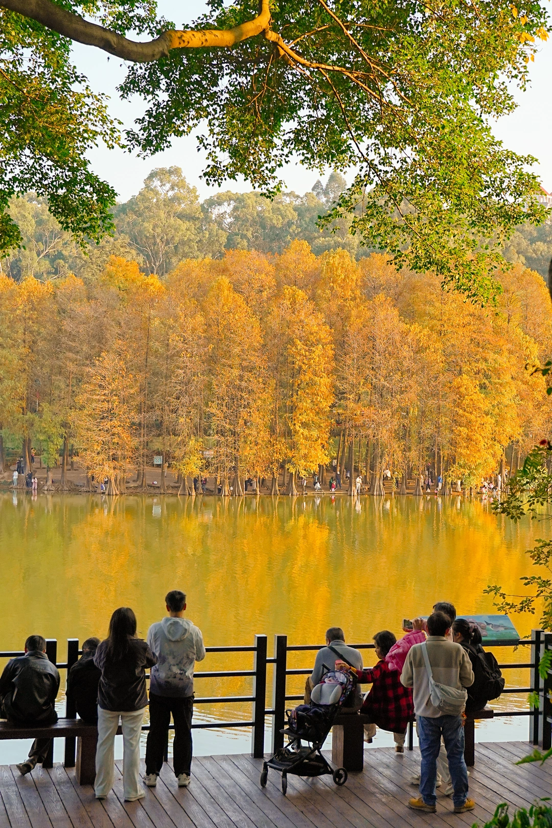 下午4点⏰麓湖这样走🗺️理想放松路线！