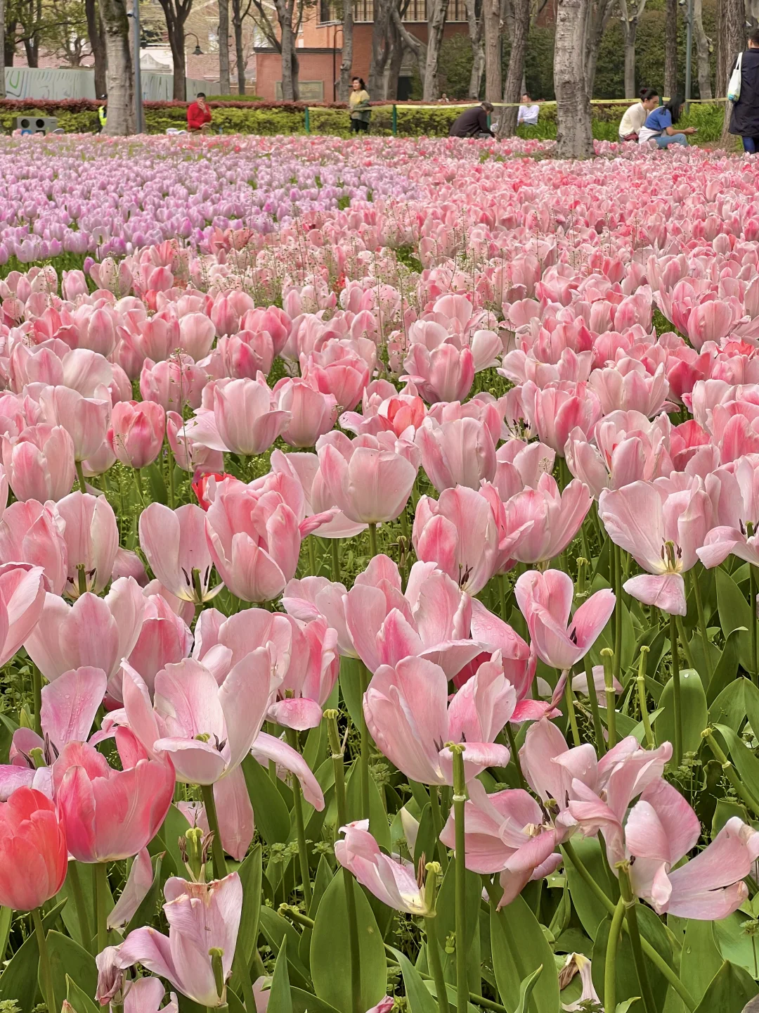 3.30静安公园的郁金香已经到了蕞佳观赏期🌷