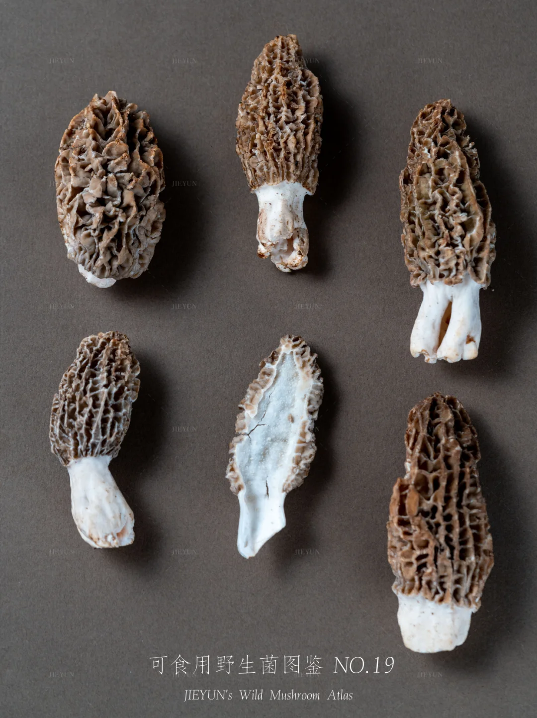 可食用野生菌图鉴NO.19 | 羊肚菌