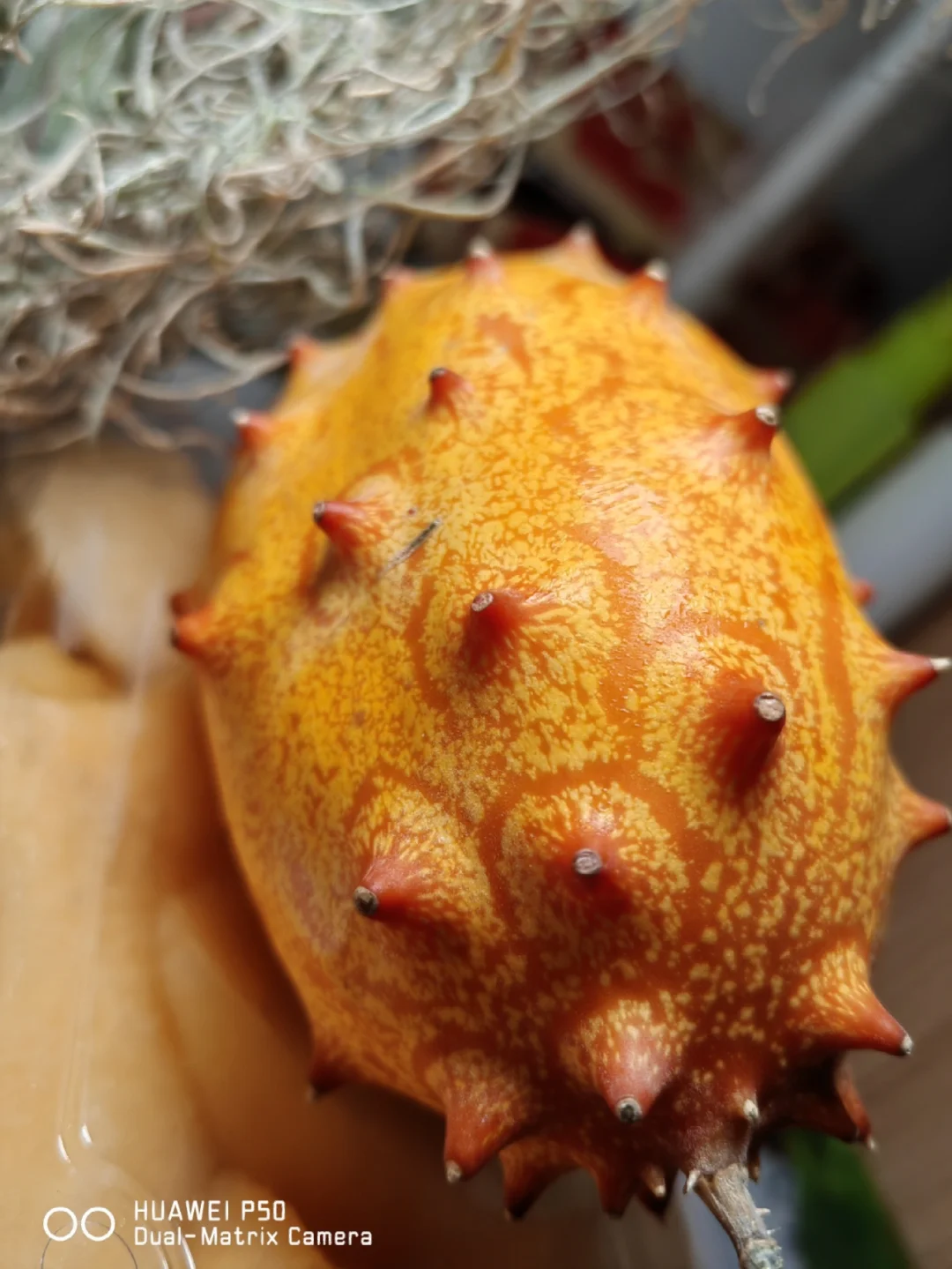 我是大冤种～之“非洲角黄瓜”