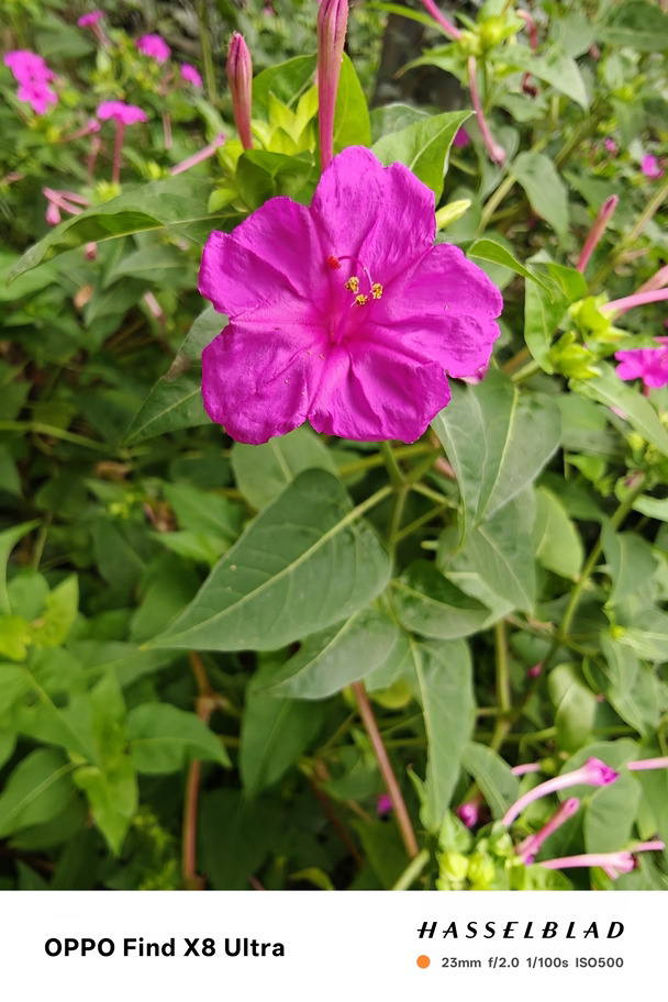 有点眼熟的花
小时候叫它“指甲花”，因为可以把花瓣的汁液涂在指甲上做美甲。它们不争奇斗艳，在属于自己的角落任意生长#OPPO原相机发力了#OPPO影像大赛#OPPOFindX10 #OPPO旅拍神器  #O粉会 #一公里摄影大赛 #摄影当红一公里