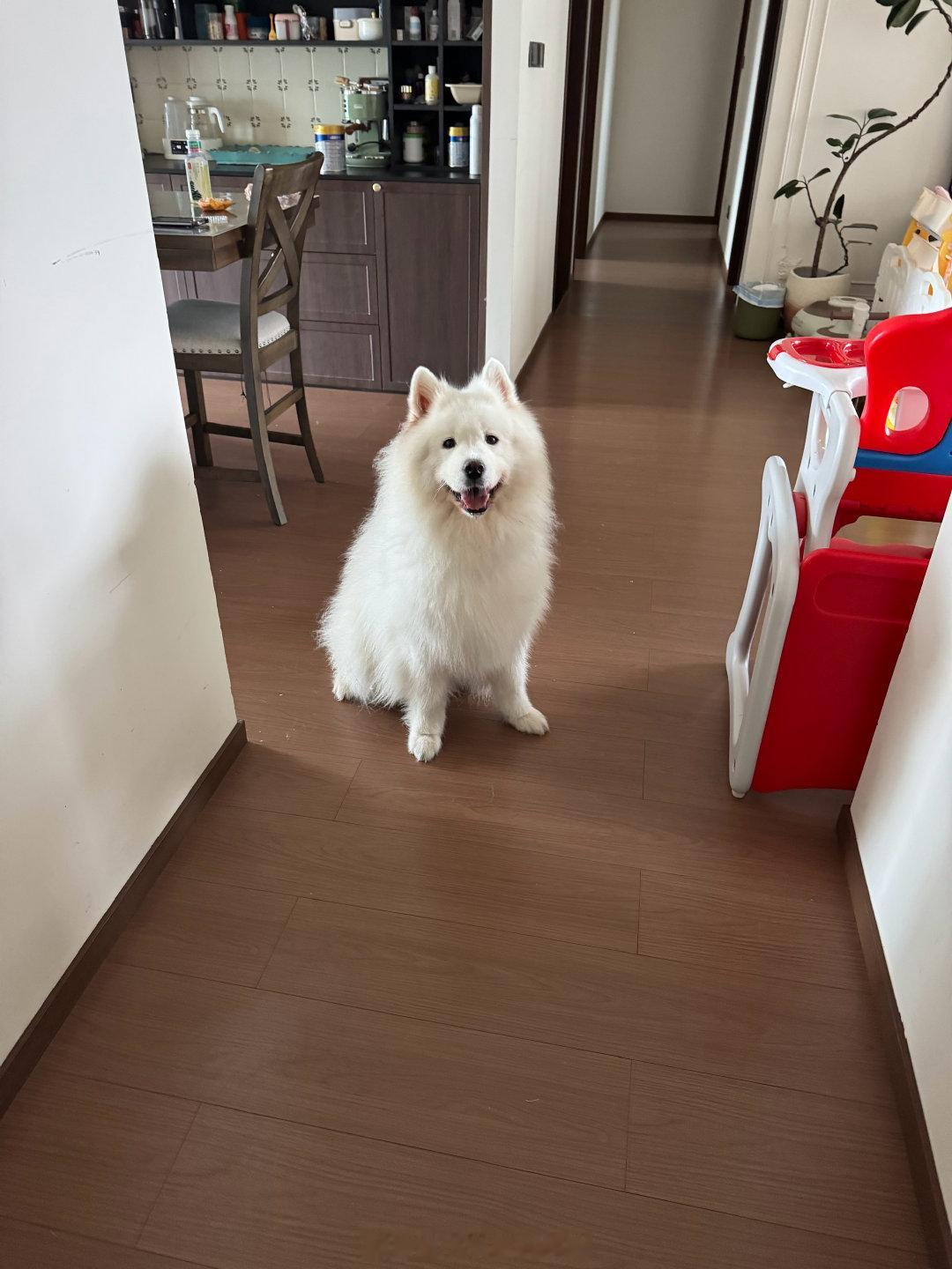 可爱吧！我的猪[抱一抱][抱一抱] ​