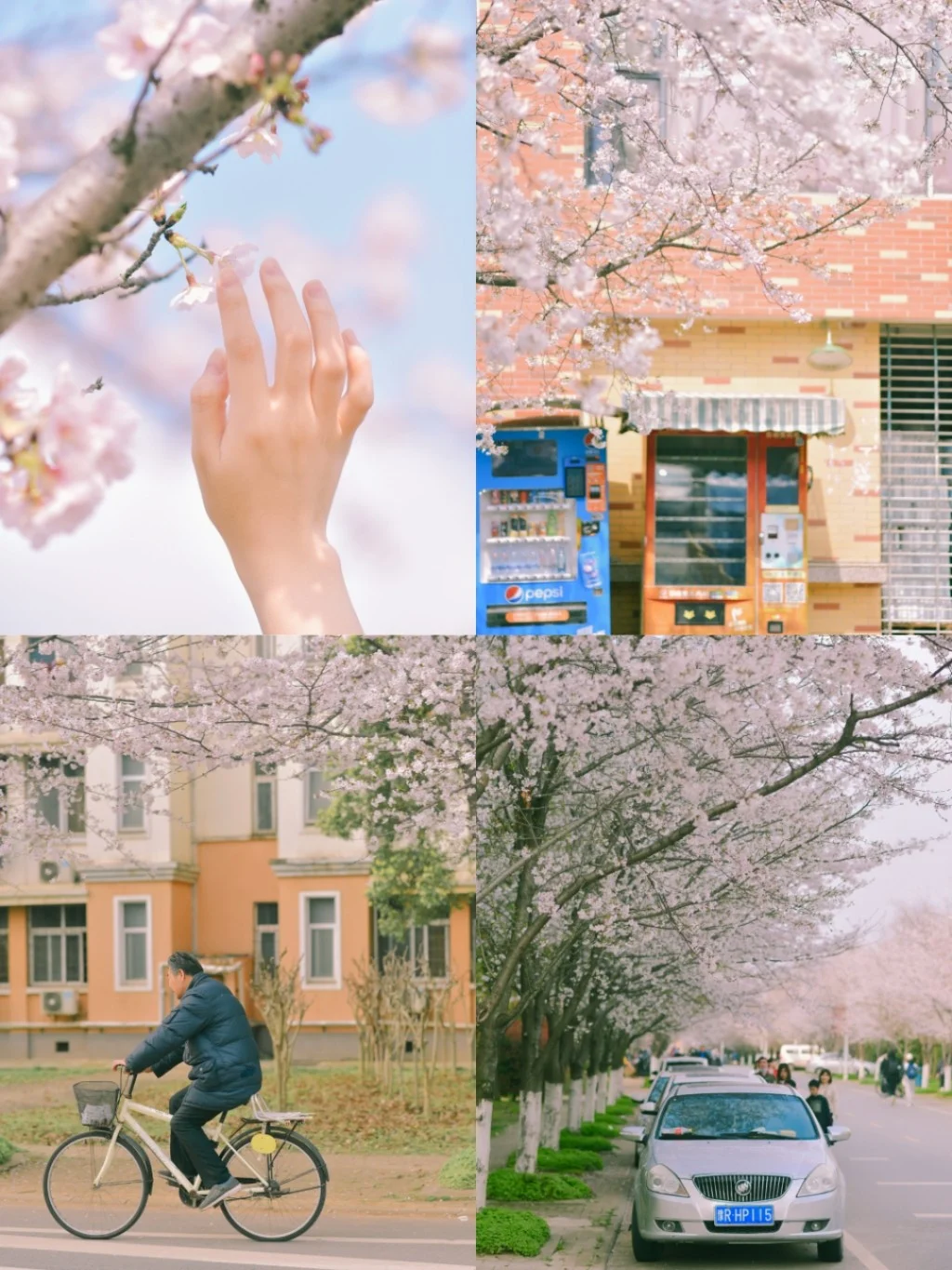 武汉宝藏赏樱地/人少景美仿佛日系电影！