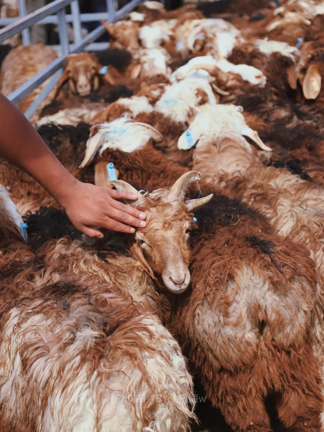 牛羊大巴扎攻略🐏全喀什最开挂又好吃的地方