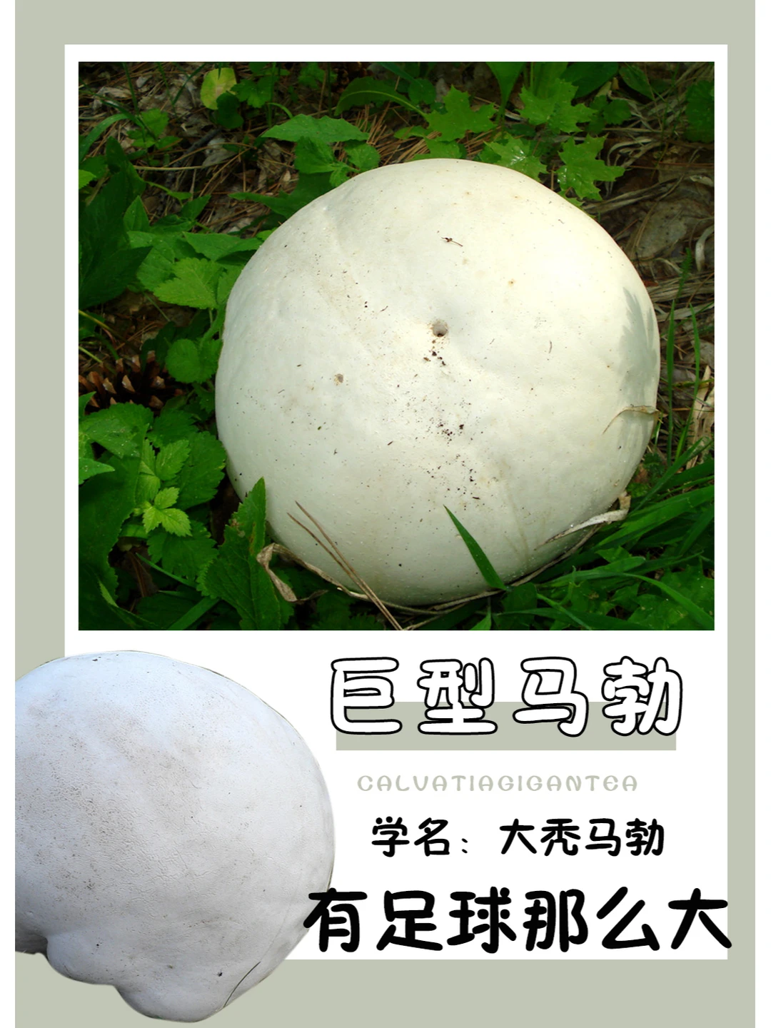 这么大，很难看不见吧