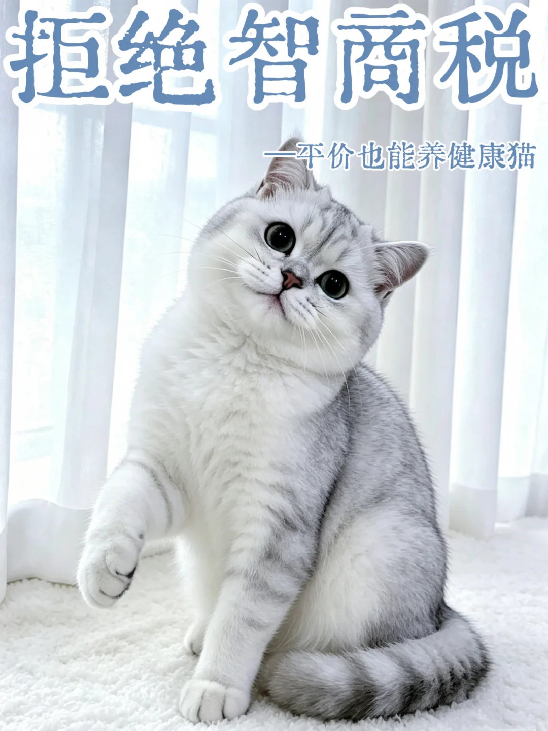 拒绝智商税丨平价也能养出健康猫🐱