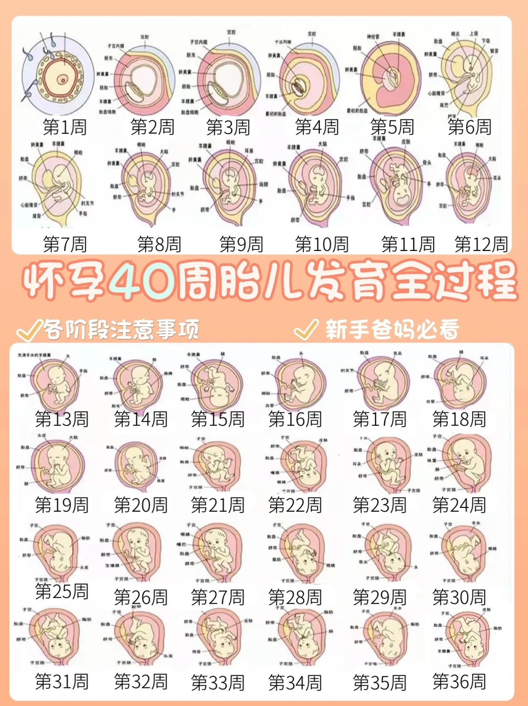 👼1-40周胎儿发育全过程｜准妈妈必看