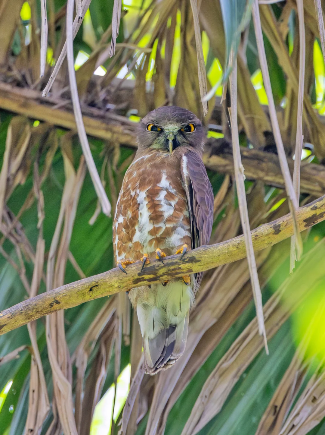 偶遇一只不高兴的鹰鸮