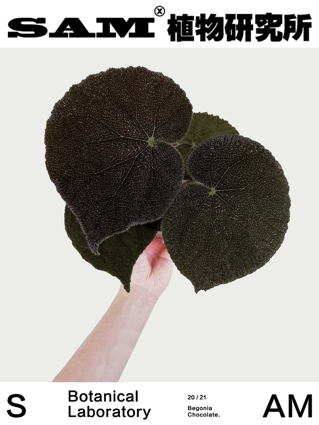 巧克力秋海棠｜Begonia Masoniana River