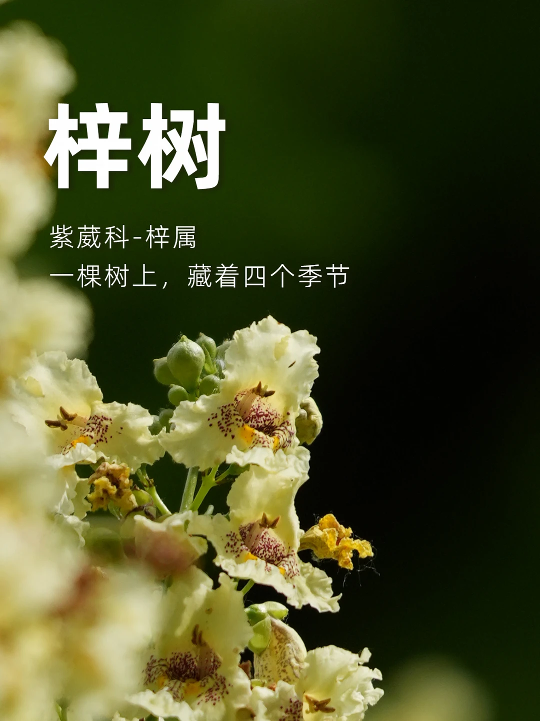 梓树，一棵树上，藏着四个季节