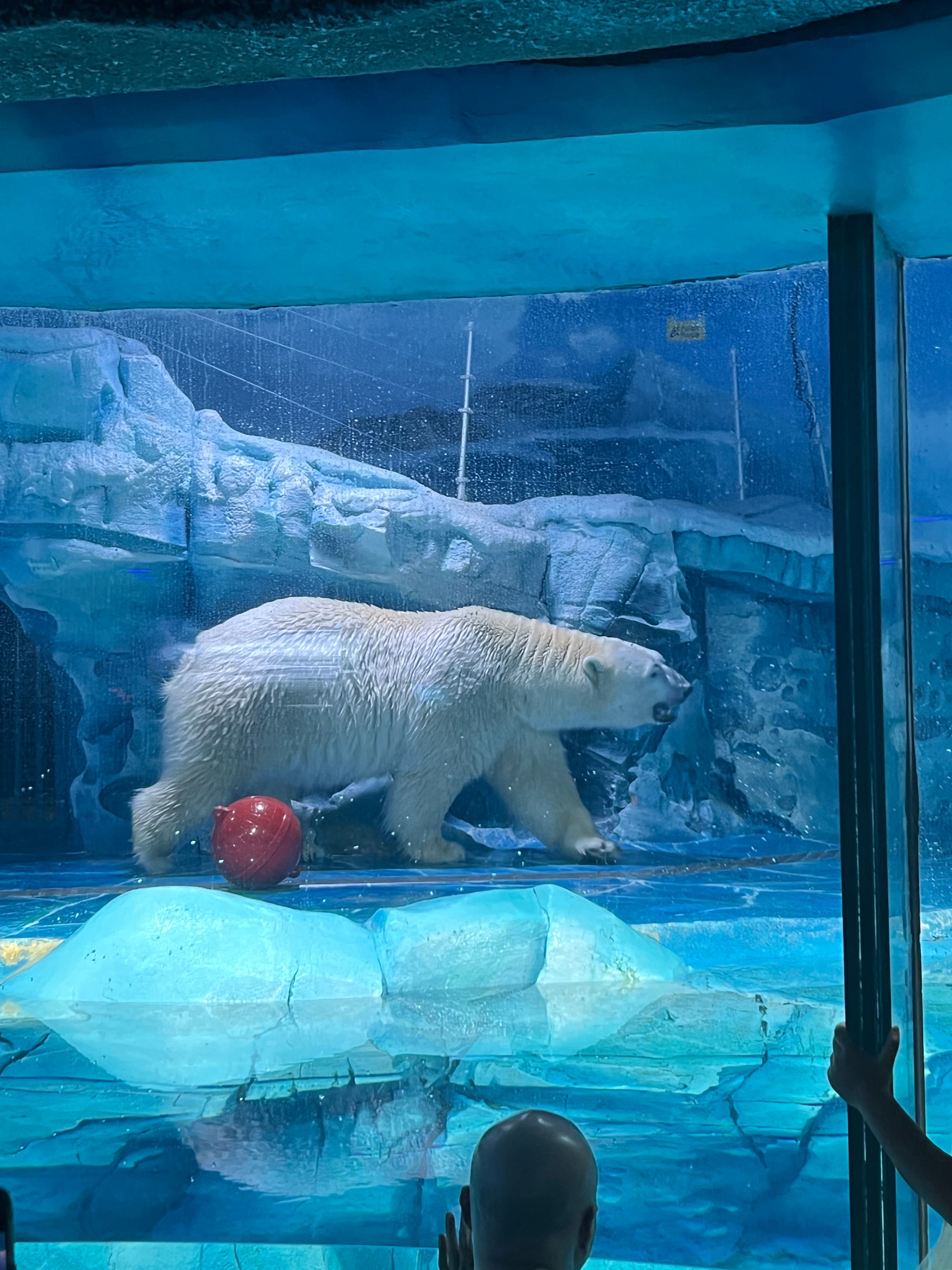今天看了各种各样的🐟、漂亮的水母、海龟🐢、海豹、海狮、可爱的企鹅🐧、魔鬼鱼表演、海豚表演[点赞][点赞][点赞]  ​