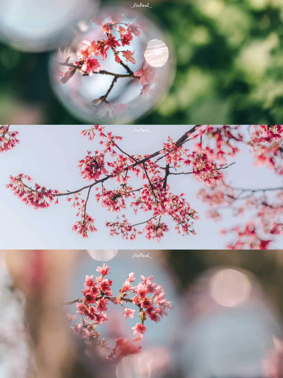 春天的影像诗｜鳌冠村樱花🌸浪漫💯但不建议